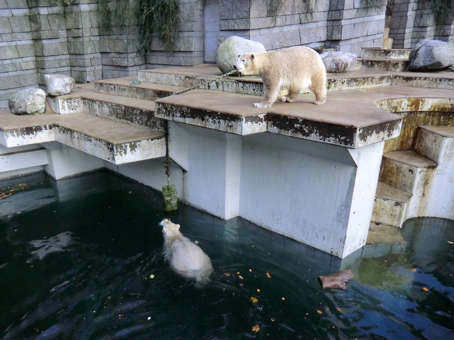 Eisbär LUKA und Eisbärin ANORI im Zoologischen Garten Wuppertal am 30. Oktober 2013