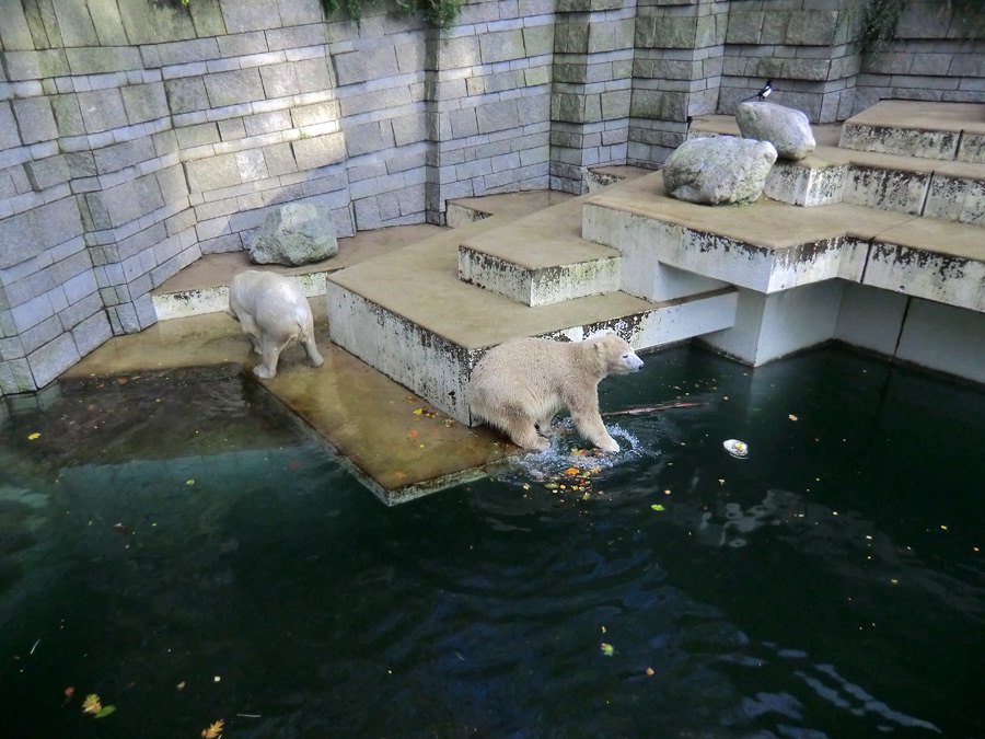 Eisbär LUKA und Eisbärin ANORI im Wuppertaler Zoo am 30. Oktober 2013