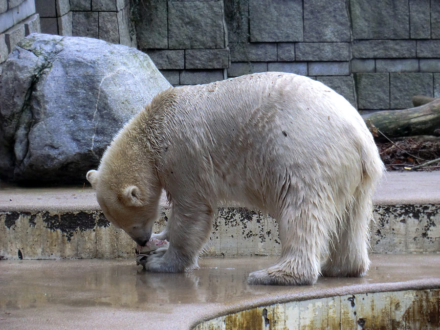 Eisbärin ANORI im Zoologischen Garten Wuppertal am 30. Oktober 2013