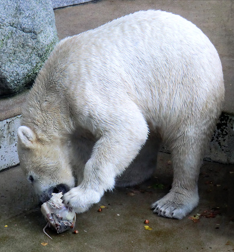 Eisbär LUKA im Zoo Wuppertal am 30. Oktober 2013