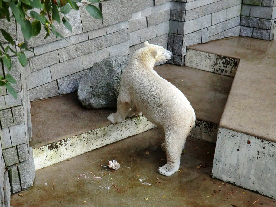 Eisbär LUKA im Zoologischen Garten Wuppertal am 30. Oktober 2013