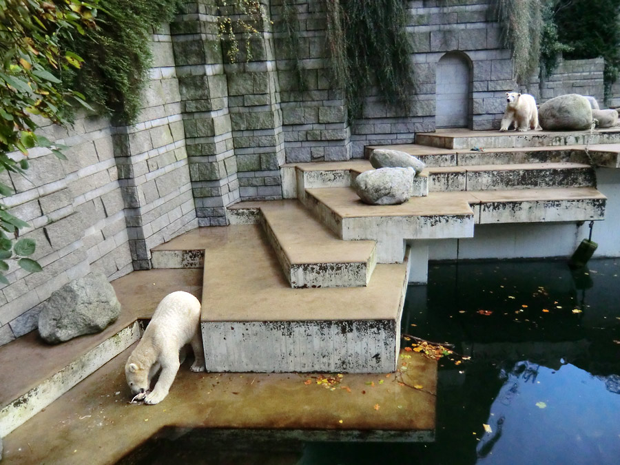 Eisbär LUKA und Eisbärin ANORI im Wuppertaler Zoo am 30. Oktober 2013