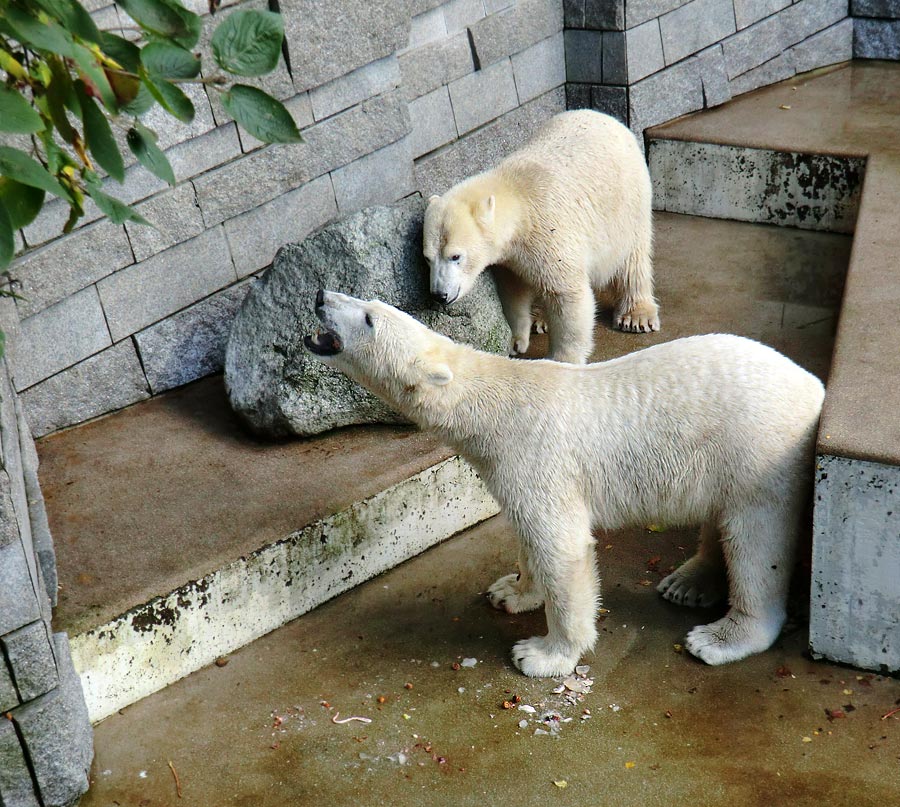 Eisbär LUKA und Eisbärin ANORI im Zoologischen Garten Wuppertal am 30. Oktober 2013