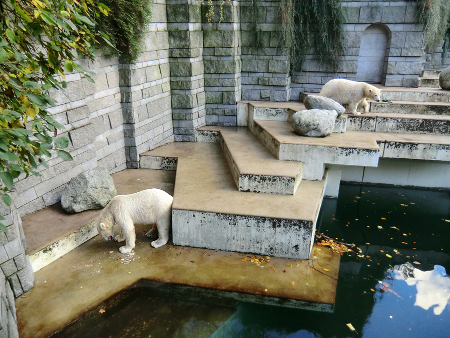 Eisbär LUKA und Eisbärin ANORI im Zoologischen Garten Wuppertal am 30. Oktober 2013