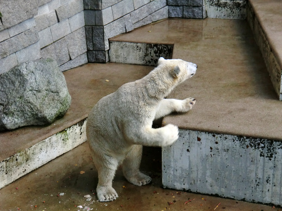 Eisbär LUKA im Wuppertaler Zoo am 30. Oktober 2013