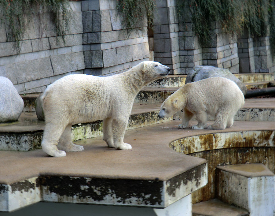 Eisbär LUKA und Eisbärin ANORI im Zoologischen Garten Wuppertal am 30. Oktober 2013