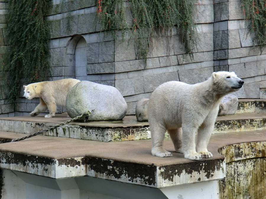 Eisbärin ANORI und Eisbär LUKA im Wuppertaler Zoo am 30. Oktober 2013