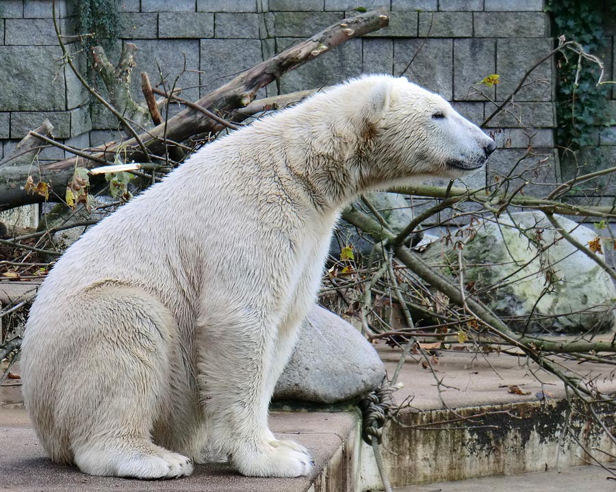 Eisbär LUKA im Zoo Wuppertal am 30. Oktober 2013