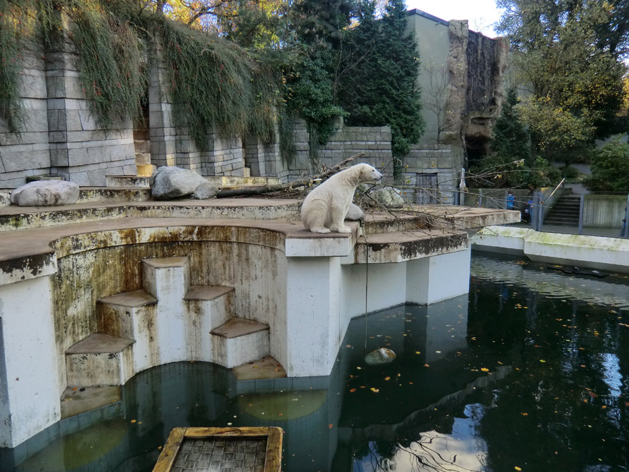 Eisbär LUKA im Zoologischen Garten Wuppertal am 30. Oktober 2013