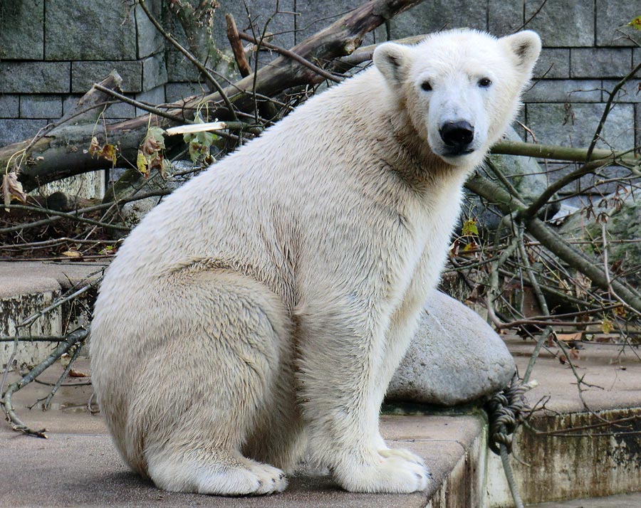 Eisbär LUKA im Wuppertaler Zoo am 30. Oktober 2013