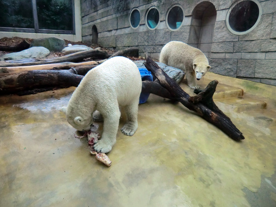 Eisbär LUKA und Eisbärin ANORI im Wuppertaler Zoo am 9. November 2013