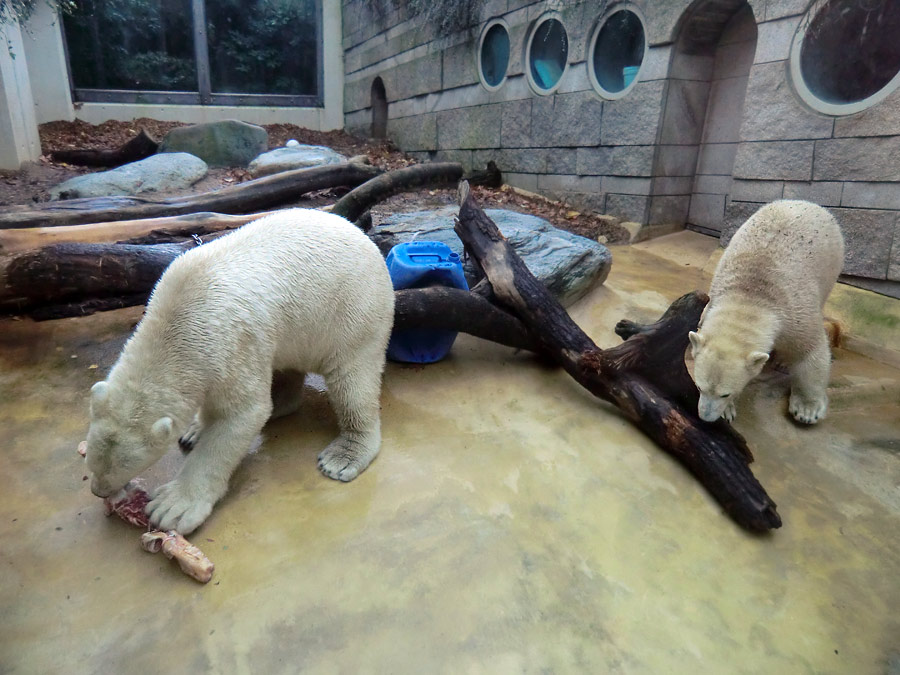 Eisbär LUKA und Eisbärin ANORI im Zoo Wuppertal am 9. November 2013