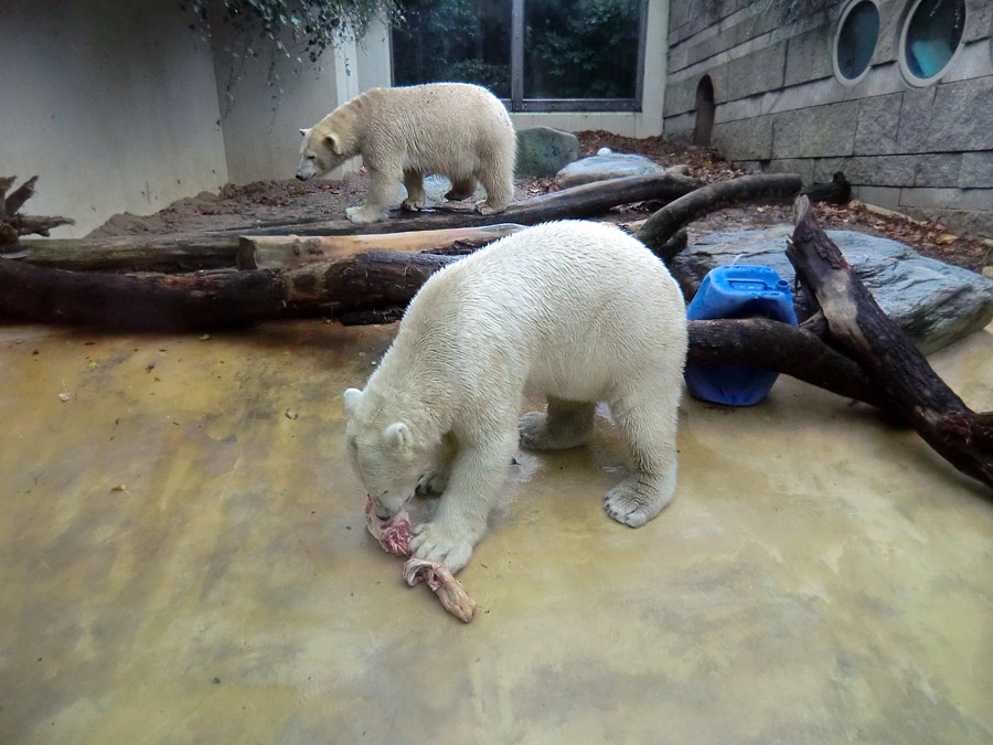 Eisbärin ANORI und Eisbär LUKA im Zoologischen Garten Wuppertal am 9. November 2013