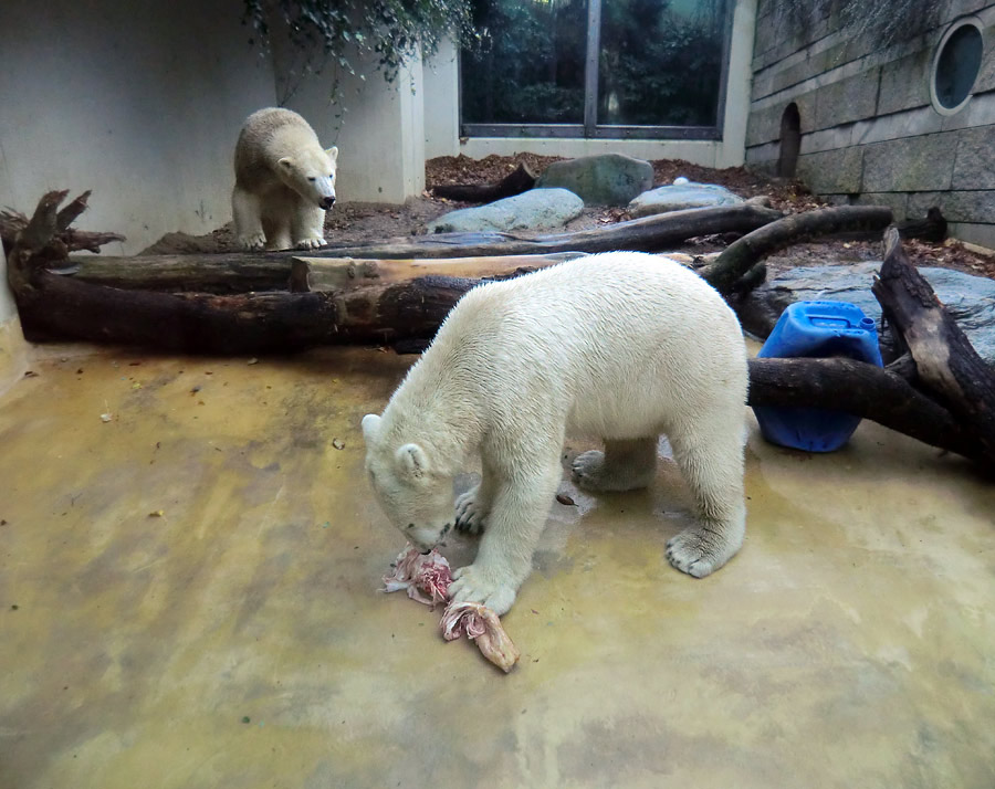 Eisbärin ANORI und Eisbär LUKA im Wuppertaler Zoo am 9. November 2013