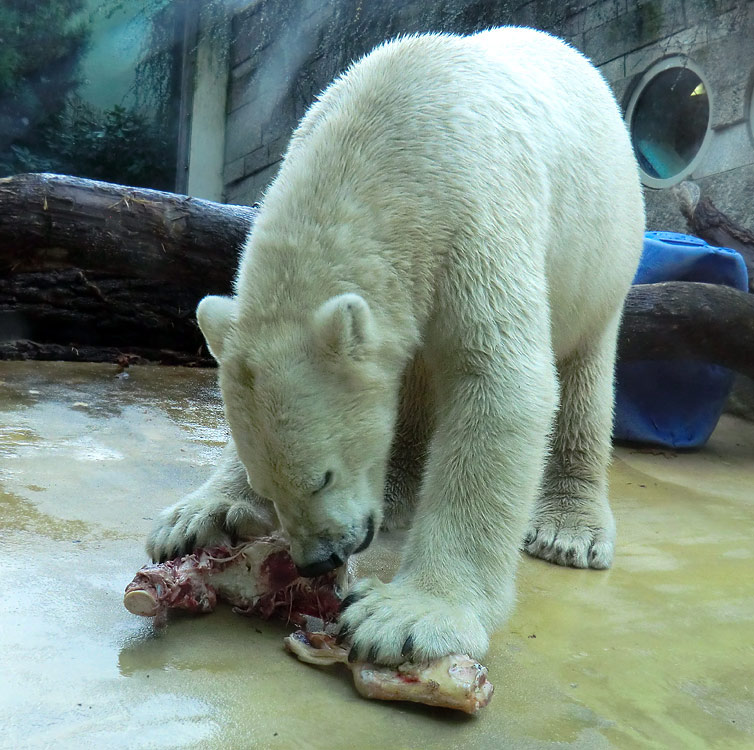 Eisbär LUKA im Zoologischen Garten Wuppertal am 9. November 2013