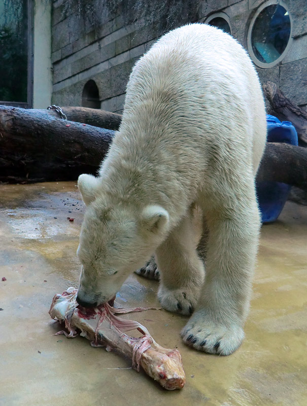 Eisbär LUKA im Zoo Wuppertal am 9. November 2013