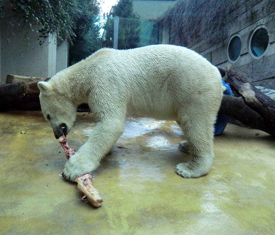 Eisbär LUKA im Wuppertaler Zoo am 9. November 2013