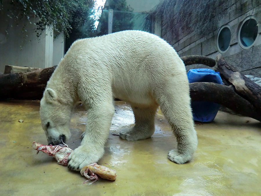 Eisbär LUKA im Zoologischen Garten Wuppertal am 9. November 2013