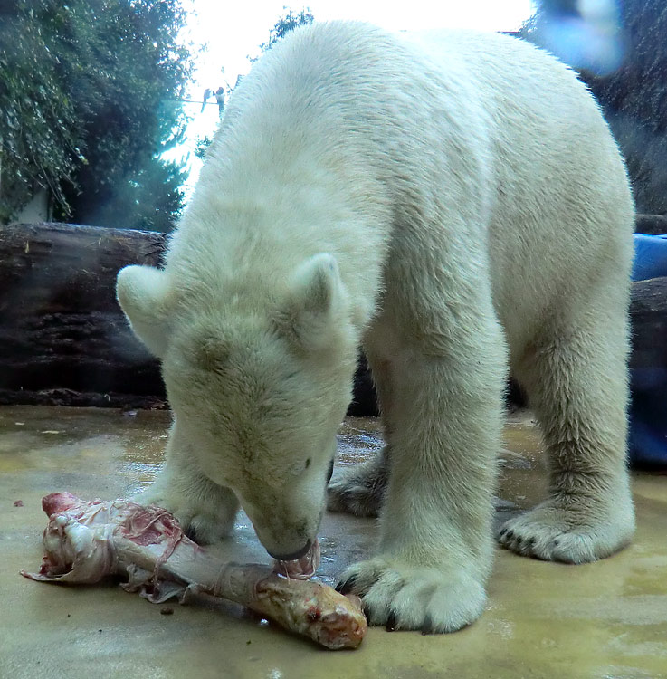 Eisbär LUKA im Wuppertaler Zoo am 9. November 2013