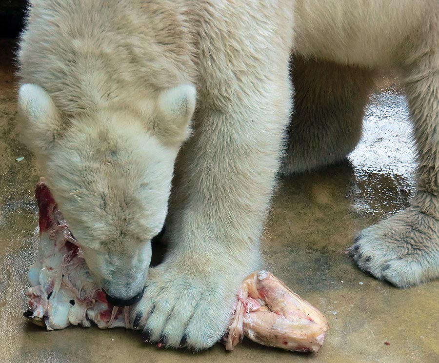 Eisbär LUKA im Zoologischen Garten Wuppertal am 9. November 2013