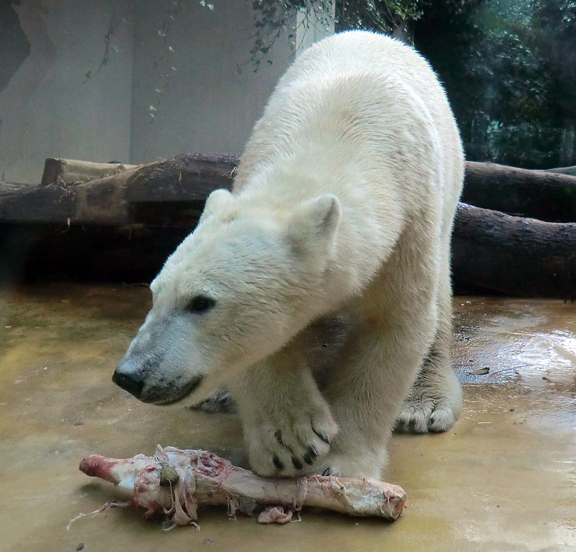 Eisbär LUKA im Wuppertaler Zoo am 9. November 2013