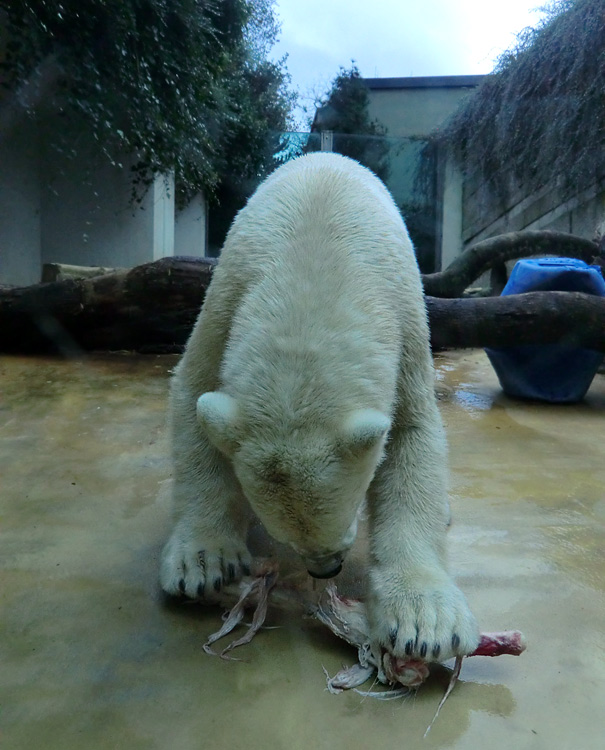 Eisbär LUKA im Zoo Wuppertal am 9. November 2013