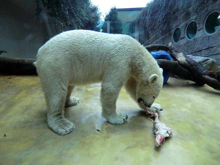 Eisbär LUKA im Zoologischen Garten Wuppertal am 9. November 2013