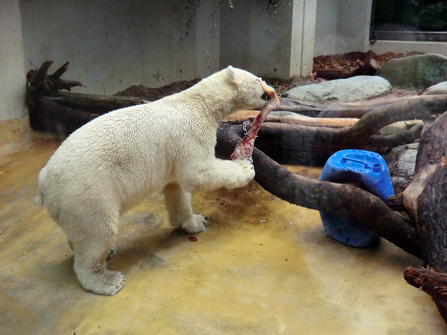 Eisbär LUKA im Wuppertaler Zoo am 9. November 2013