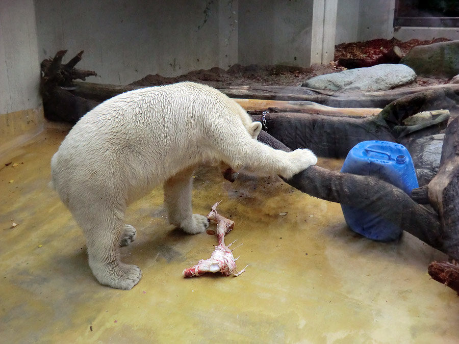 Eisbär LUKA im Zoo Wuppertal am 9. November 2013