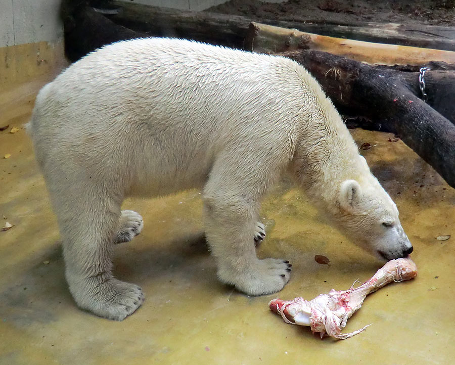 Eisbär LUKA im Zoologischen Garten Wuppertal am 9. November 2013