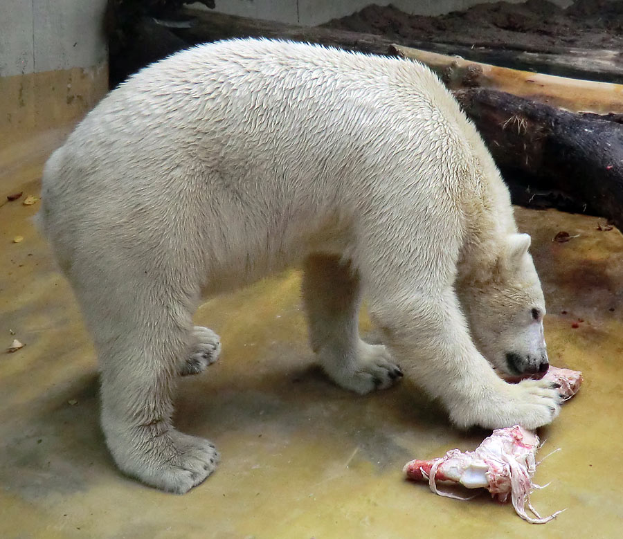 Eisbär LUKA im Wuppertaler Zoo am 9. November 2013