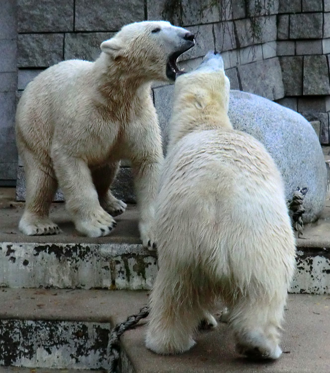 Eisbär LUKA und Eisbärin ANORI im Zoo Wuppertal am 9. November 2013