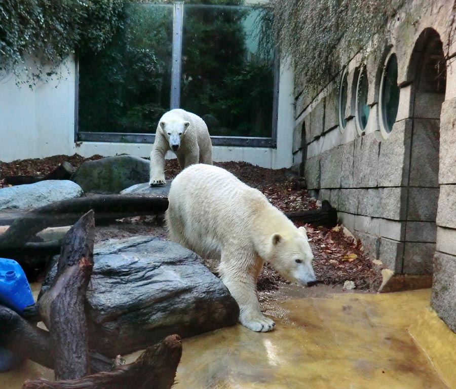 Eisbär LUKA und Eisbärin ANORI im Zoo Wuppertal am 9. November 2013