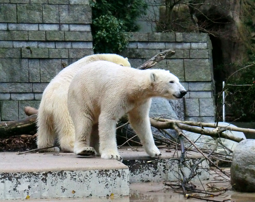 Eisbär LUKA und Eisbärin ANORI im Zoologischen Garten Wuppertal am 9. November 2013