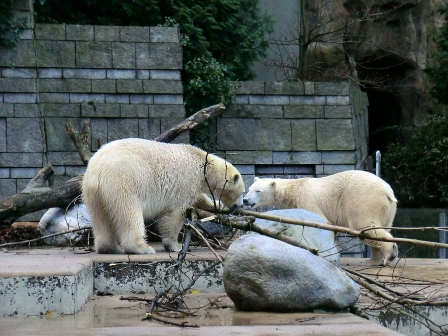 Eisbärin ANORI und Eisbär LUKA im Wuppertaler Zoo am 9. November 2013