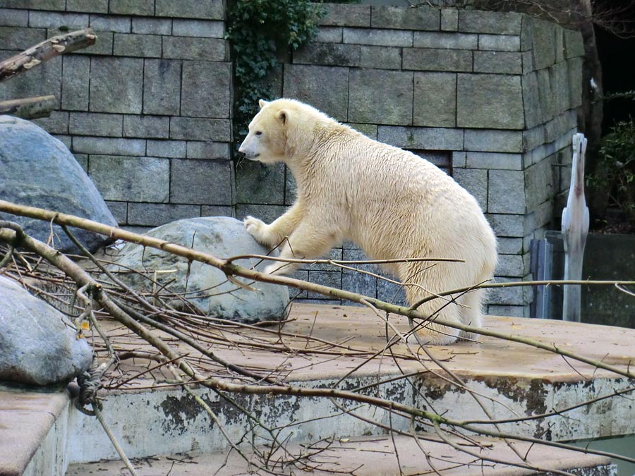 Eisbärin ANORI im Zoo Wuppertal am 9. November 2013