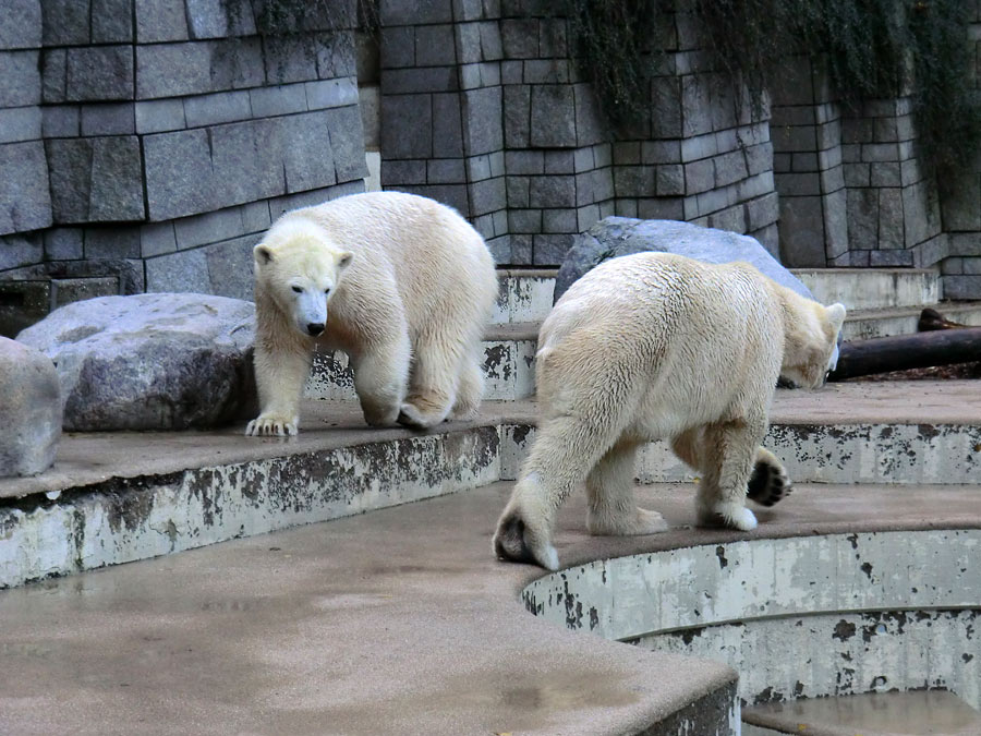 Eisbärin ANORI und Eisbär LUKA im Wuppertaler Zoo am 9. November 2013