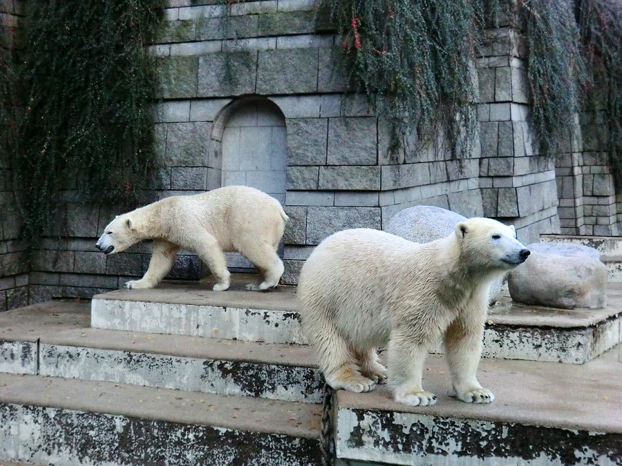 Eisbär LUKA und Eisbärin ANORI im Zoo Wuppertal am 9. November 2013