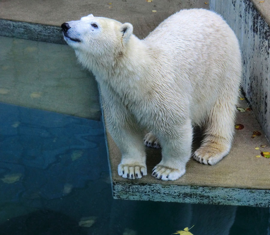 Eisbärin ANORI im Zoo Wuppertal am 9. November 2013