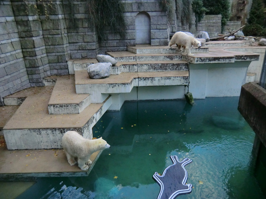 Eisbärin ANORI und Eisbär LUKA im Zoologischen Garten Wuppertal am 9. November 2013