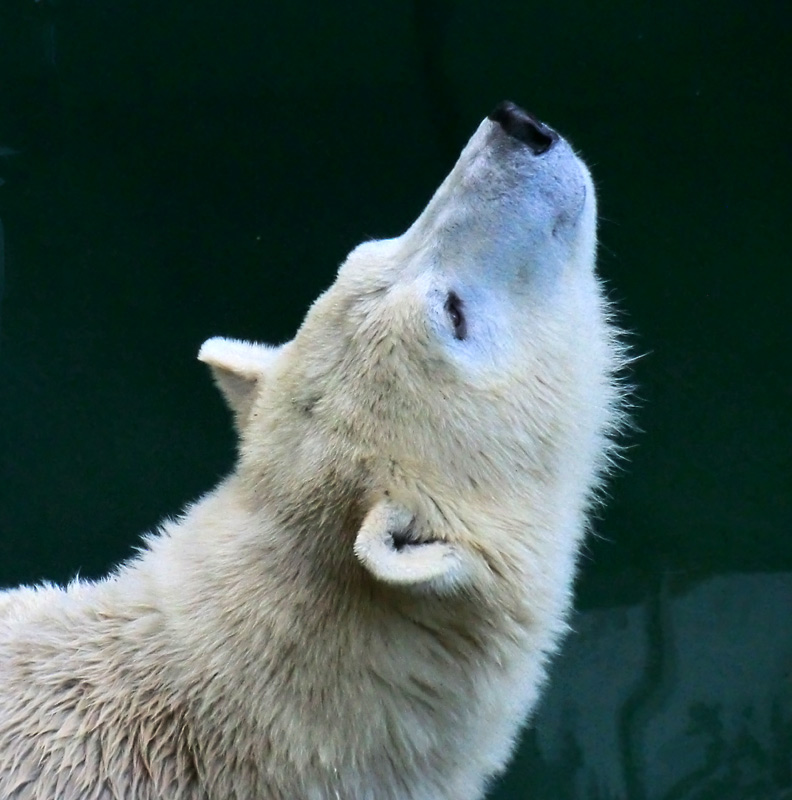 Eisbärin ANORI im Wuppertaler Zoo am 9. November 2013