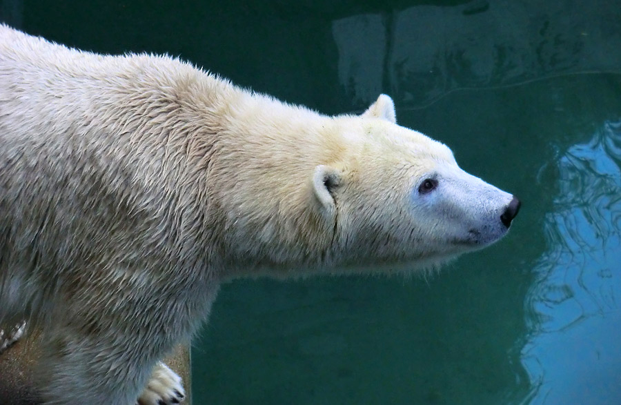 Eisbärin ANORI im Zoo Wuppertal am 9. November 2013