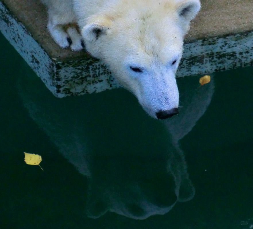 Eisbärin ANORI im Wuppertaler Zoo am 9. November 2013