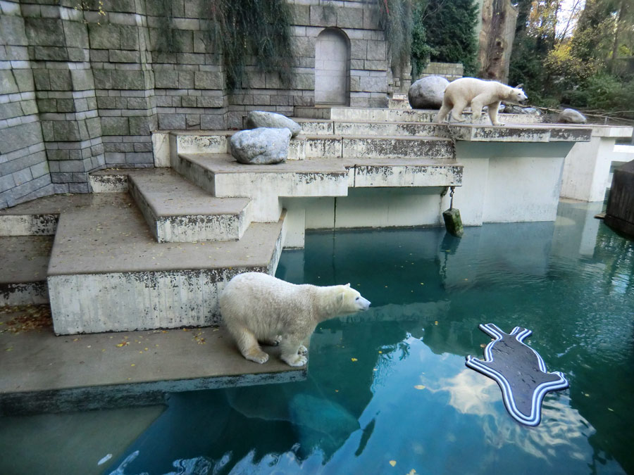 Eisbärin ANORI und Eisbär LUKA im Zoo Wuppertal am 9. November 2013