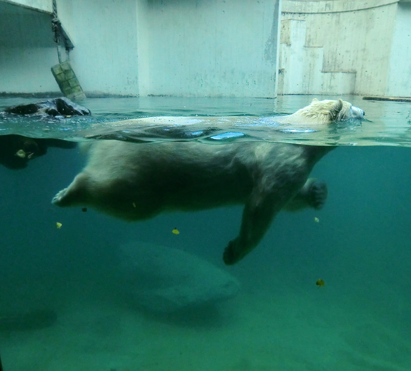 Eisbärin ANORI im Zoologischen Garten Wuppertal am 9. November 2013