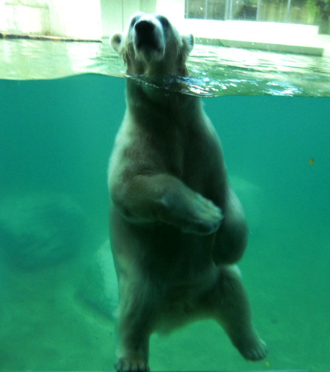 Eisbärin ANORI im Zoo Wuppertal am 9. November 2013