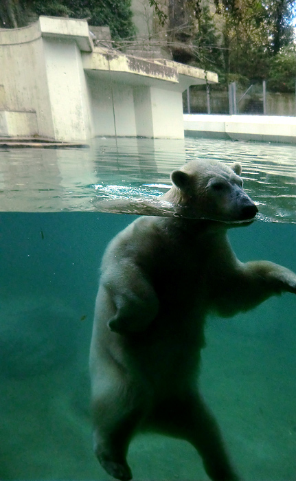 Eisbärin ANORI im Zoologischen Garten Wuppertal am 9. November 2013