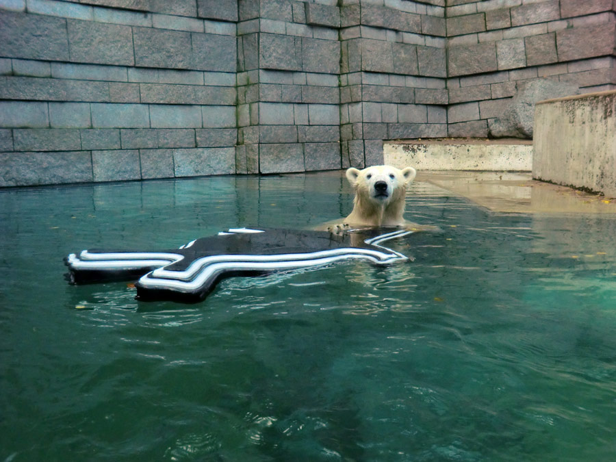 Eisbärin ANORI im Zoo Wuppertal am 9. November 2013