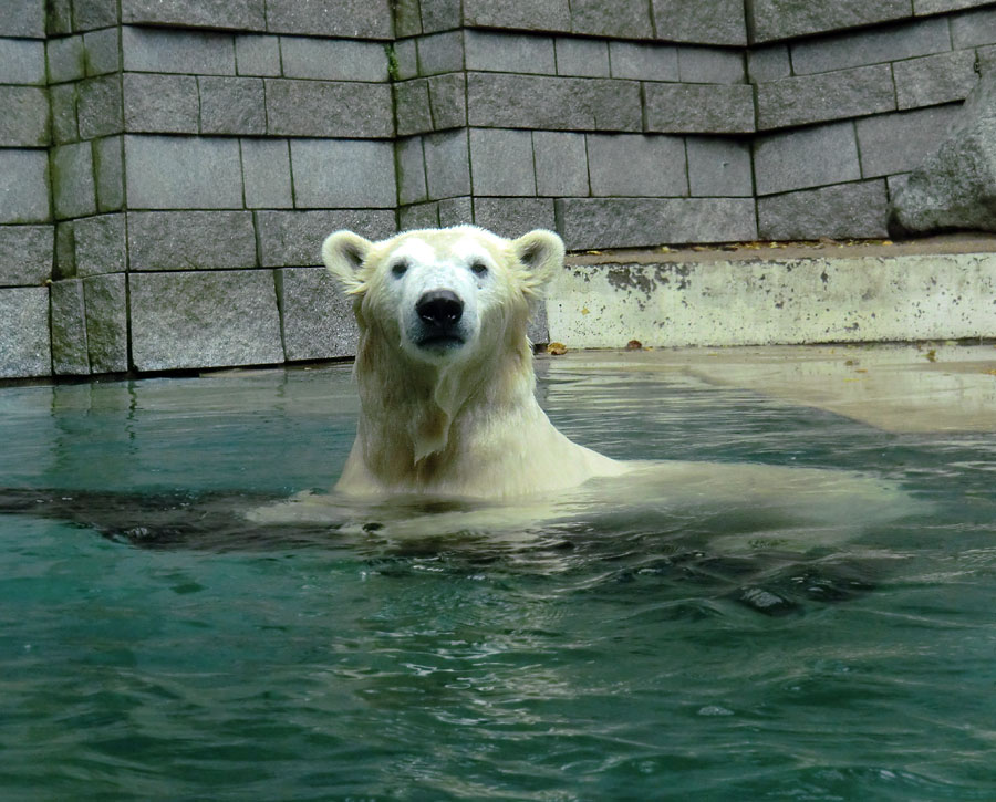 Eisbärin ANORI im Zoologischen Garten Wuppertal am 9. November 2013