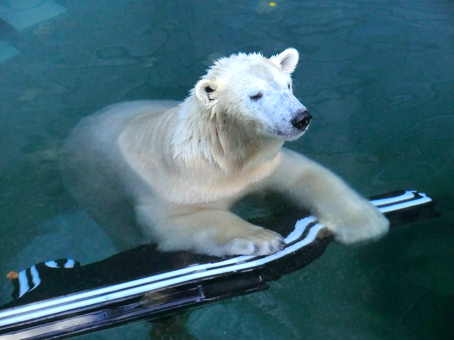 Eisbärin ANORI im Zoo Wuppertal am 9. November 2013